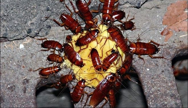 Tổng hợp những cách đuổi gián đơn giản mà hiệu quả