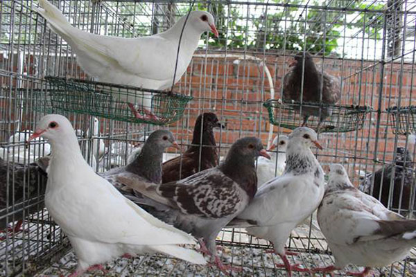 Cách làm chuồng nuôi bồ câu thả dành cho người mới bắt đầu