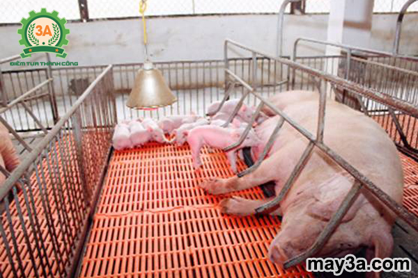 Kỹ thuật chăn nuôi lợn nái lợi nhuận ngoài sức mong đợi