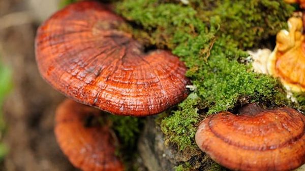 Cách nấu nước nấm linh chi tốt cho sức khỏe